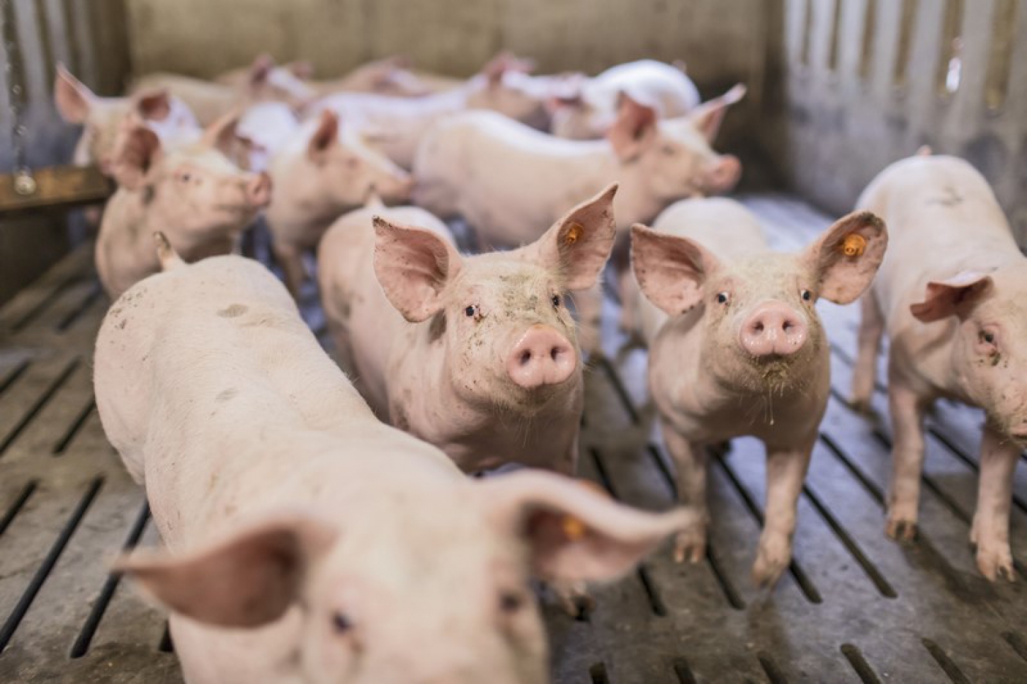 We geven niet alleen het varken een beter leven, maar zorgen ook voor het welzijn van de varkenshouder. 
